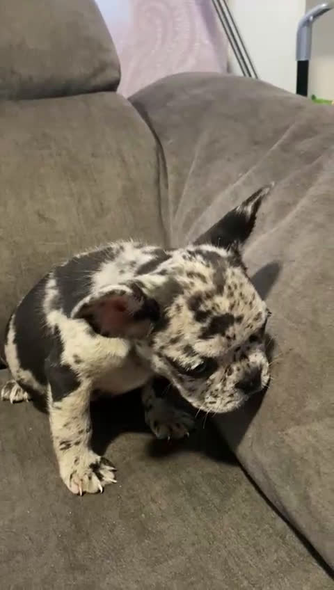 Bulldog Francés perros en venta: Bulldog francés exótico último!! - Video 1