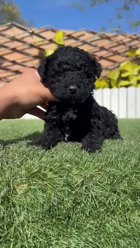 Perro de Agua Español perros en venta: PERRO DE AGUA  - Video 1