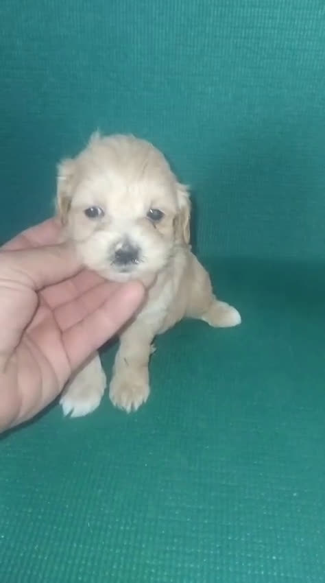 Maltipoo perros en venta: Machitos maltipoo mini toys - Video 1