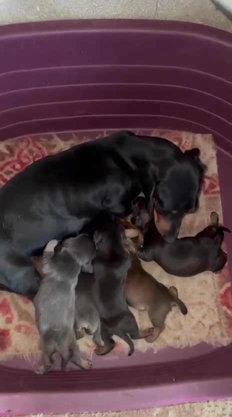 Teckel Miniatura perros en venta: TECKEL MINIATURA - Video 1