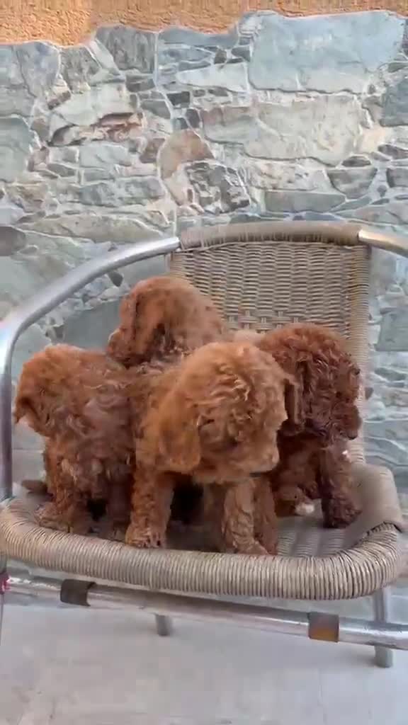 Caniche Toy perros en venta: Caniche toy Rojos!! - Video 1