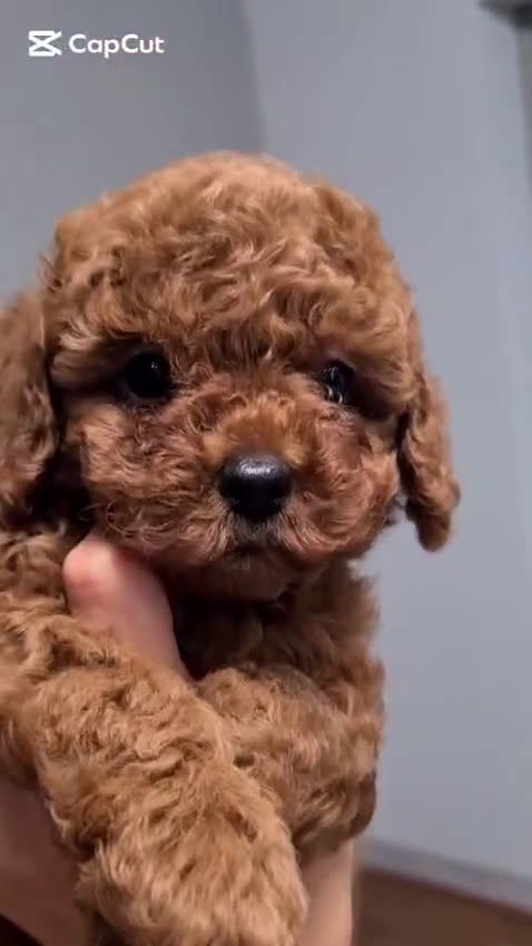 Caniche Toy perros en venta: Preciosos caniches líneas asiáticas  - Video 1