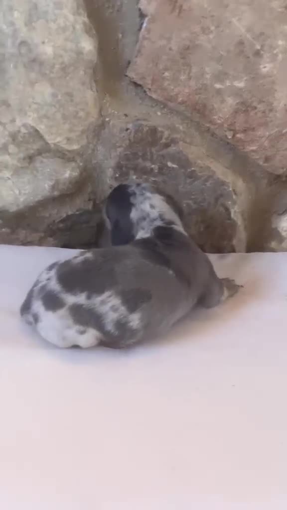 Teckel perros en venta: Teckel  - Video 1