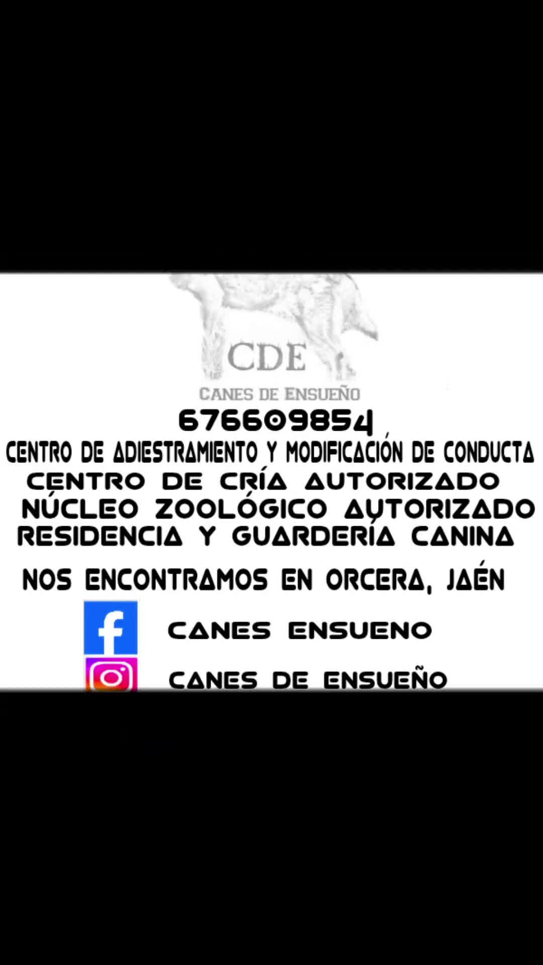 Husky Siberiano perros en venta: Husky siberiano de calidad - Video 1