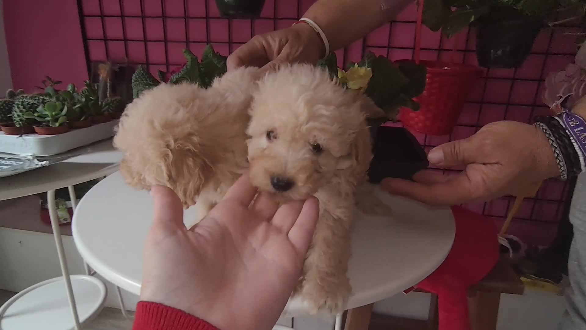 Caniche Toy perros en venta: Espectaculares caniche toy en Madrid - Video 1