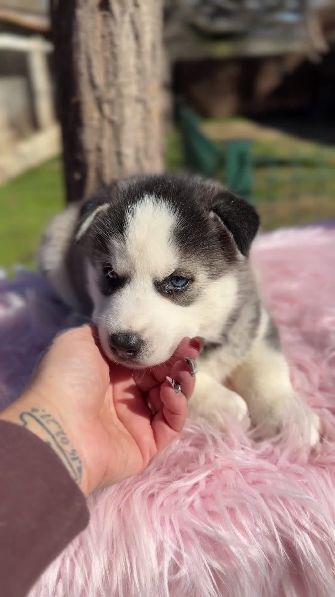 Husky Siberiano perros en venta: Husky hembra  - Video 1