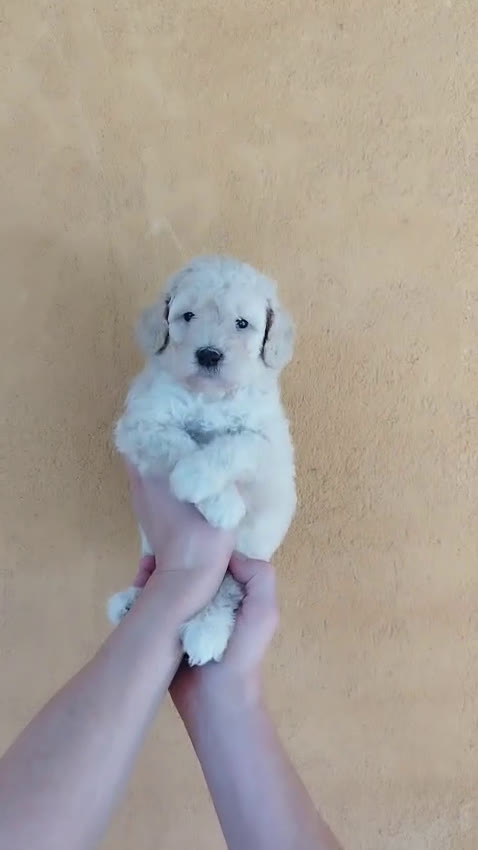 Caniche Mediano perros en venta: Caniches - Video 1
