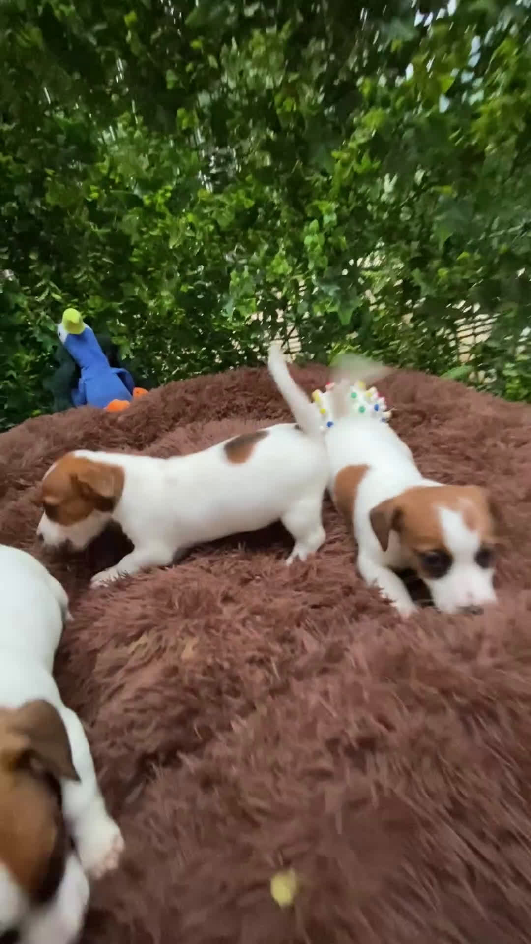 Jack Russell Terrier perros en venta: Ven a conocer nuestros bebés de Jack Russell! 🐶🐾 - Video 1