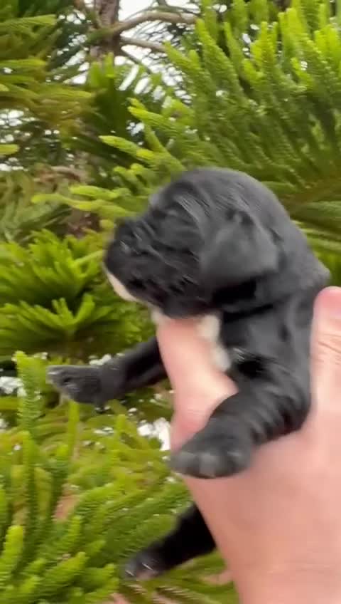 Cocker Spaniel Americano perros en venta: Cocker - Video 1