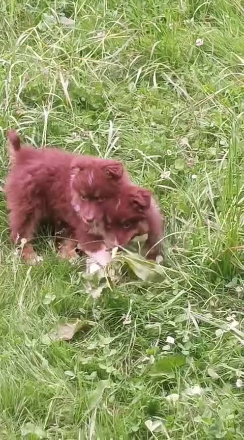 Pastor Australiano perros en venta: Pastor australiano hembra  - Video 1
