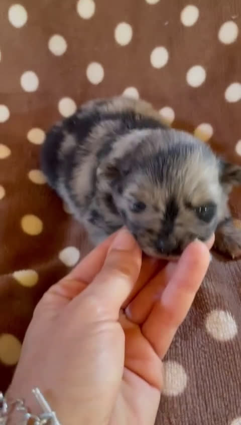 Pomerania perros en venta: Pomerania Toy cara de oso  - Video 2