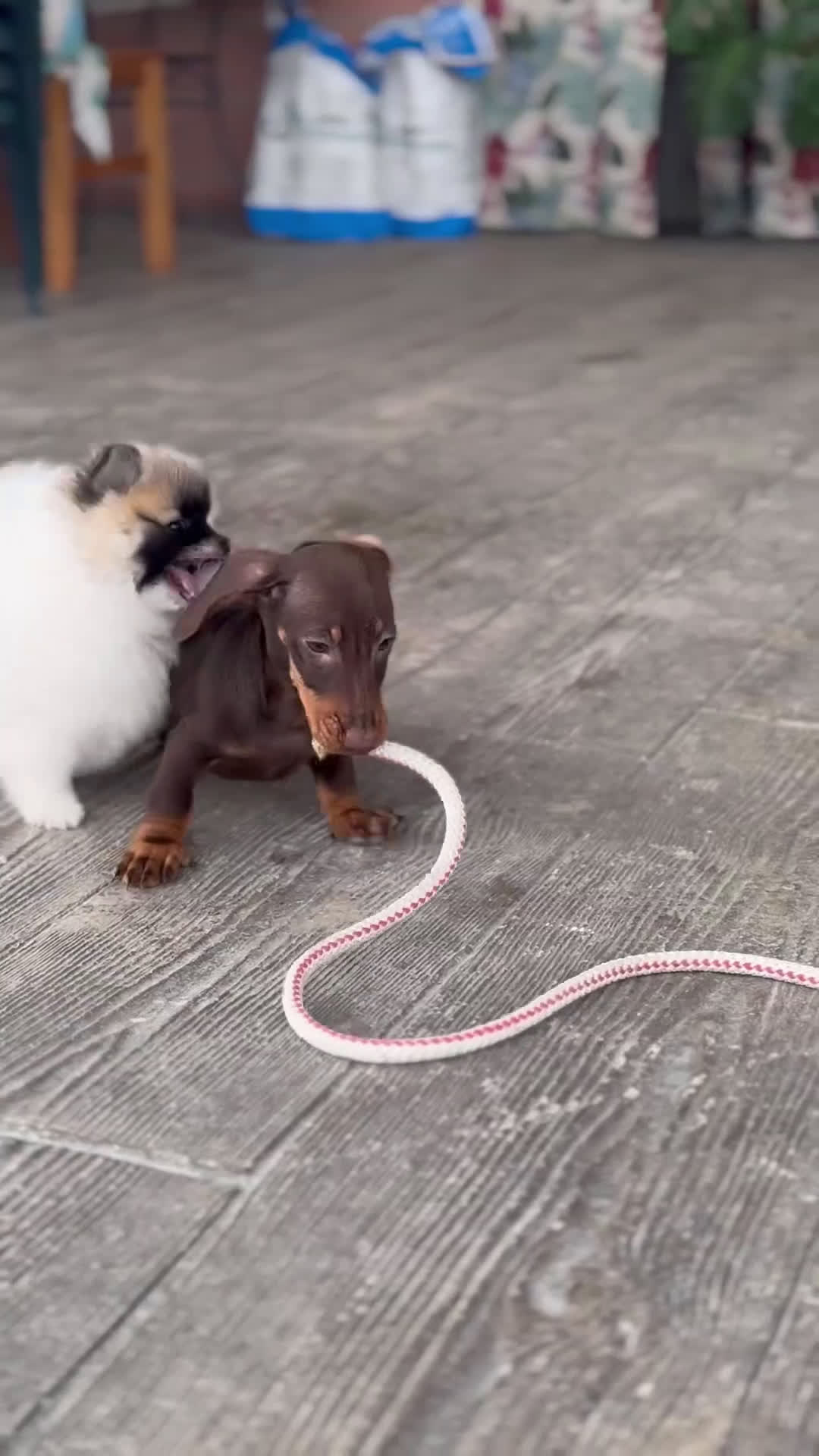Teckel Miniatura perros en venta: 🐾 Bongo y Cacao – Teckel miniatura chocolate 🐾 - Video 1