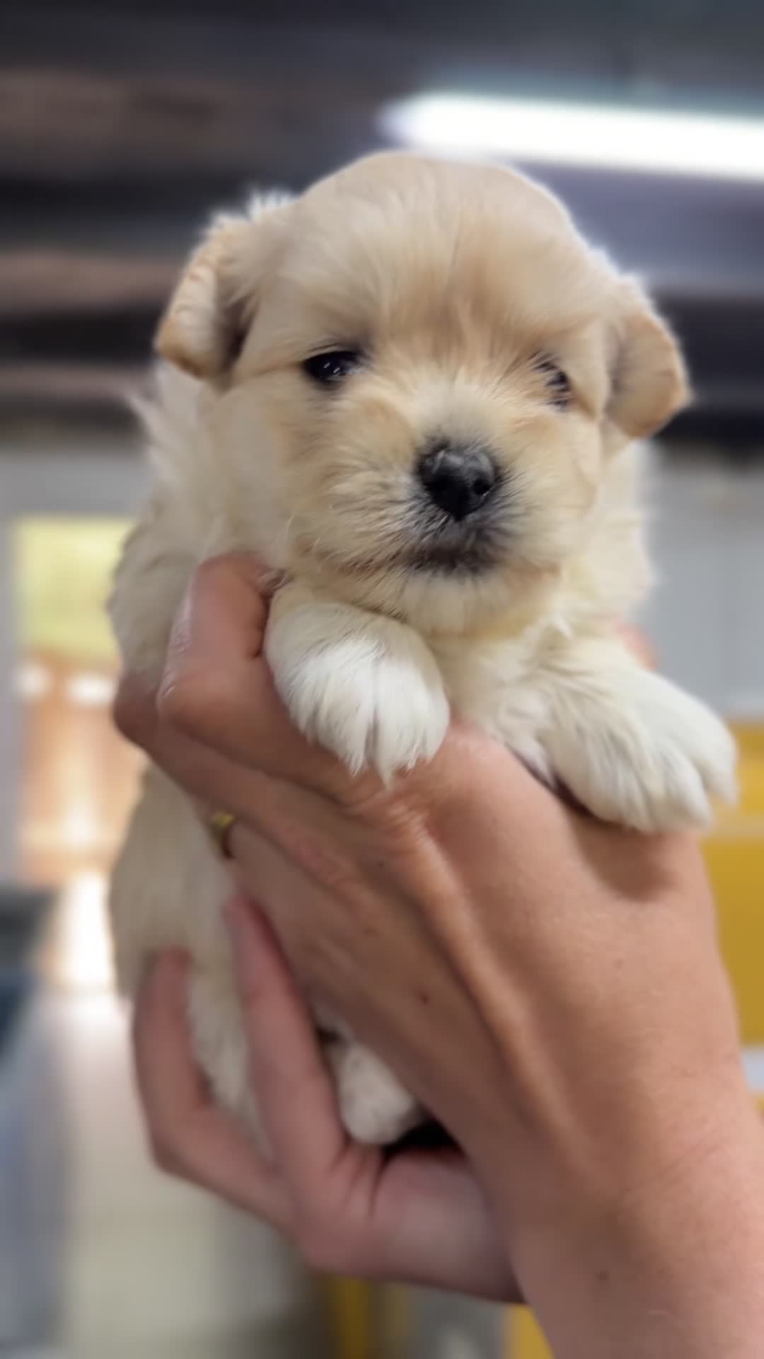 Maltipoo perros en venta: Maltipoo Toy  - Video 1