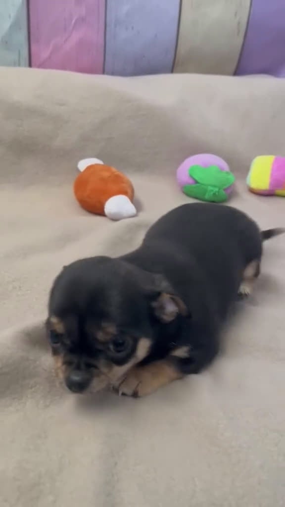Chihuahua perros en venta: Chihuahua hembras disponibles !! - Video 2