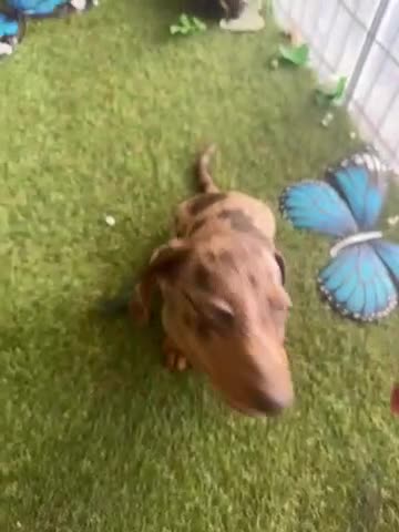 Teckel Miniatura perros en venta: Venta de cachorros - Video 2