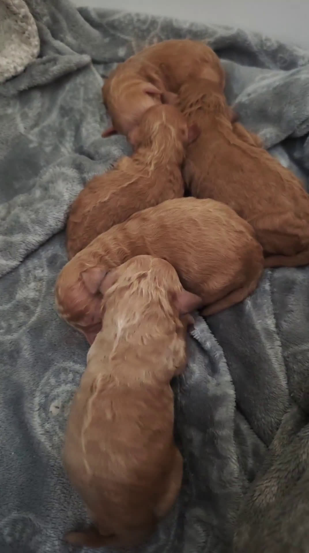 Caniche Toy perros en venta: Cachorritos caniche toy  - Video 2