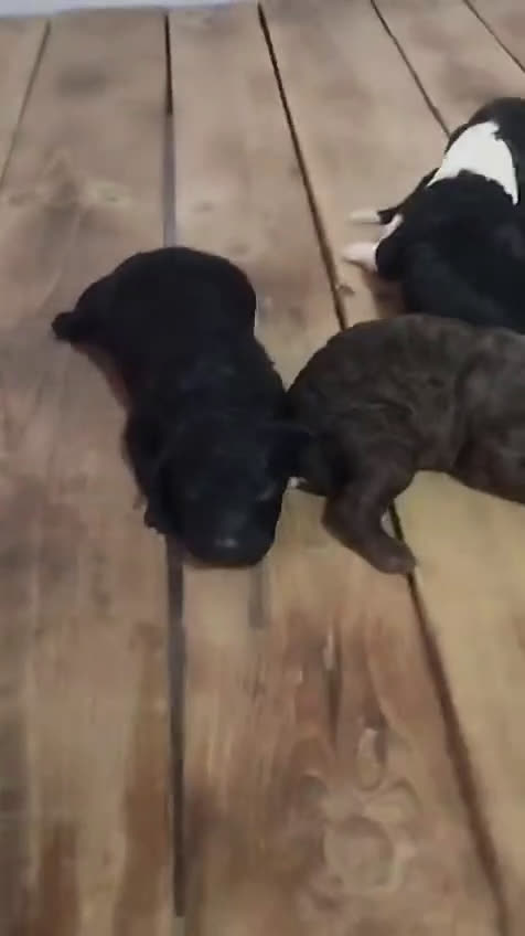 Perro de Agua Español perros en venta: Perros de agua  - Video 1