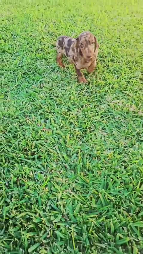 Teckel Miniatura perros en venta: TECKEL ARLEQUIN MACHO - Video 1