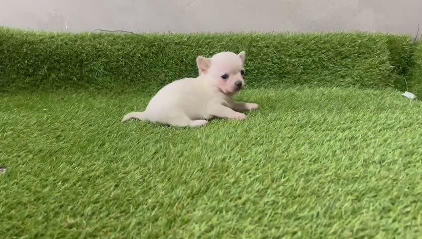 Chihuahua perros en venta: Espectaculares chihuahuas toy en Barcelona - Video 3