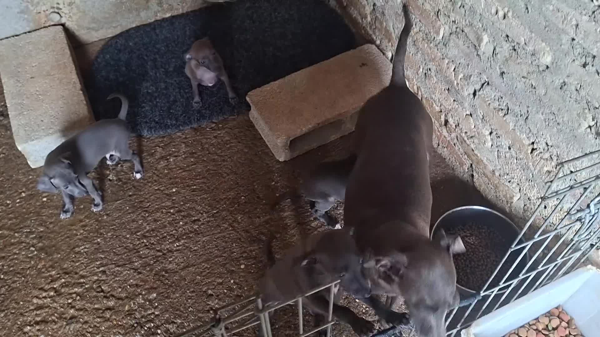 Pequeño Lebrel Italiano perros en venta: Pequeño lebrel italiano azul - Video 1