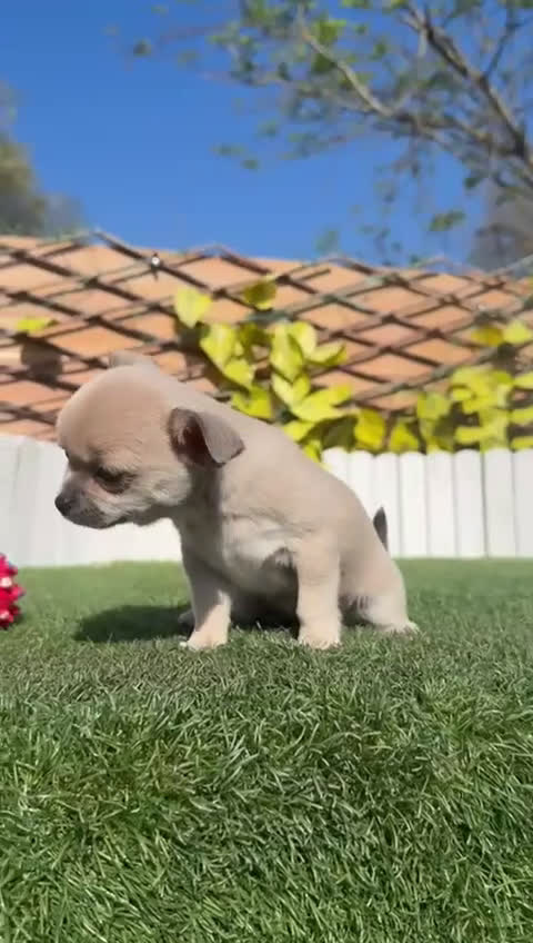 Chihuahua perros en venta: CHIHUAHUA HEMBRA - Video 3