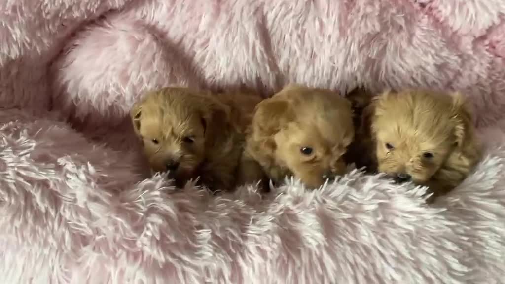 Maltipoo perros en venta: Maltipoo mini apricot intenso  - Video 1