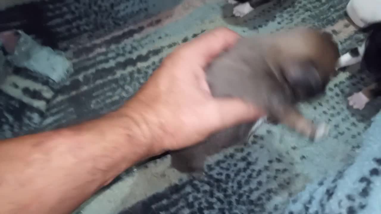 Chihuahua perros en venta: Camada Sopa Chihuahua  - Video 1