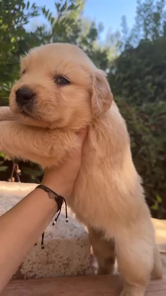 Golden Retriever perros en venta: Golden Retriever - Video 4