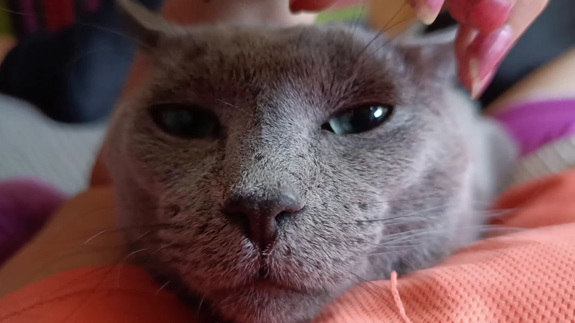 Azul Ruso gatos en venta: Ultimo cachorros de azul ruso  - Video 2