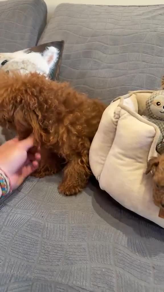 Caniche Toy perros en venta: Caniche tacita  de té  - Video 1
