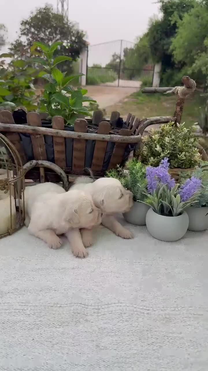 Golden Retriever perros en venta: Golden retriever bebes puros y preciosos  - Video 1