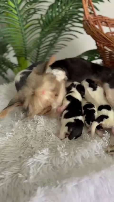 Yorkshire Terrier perros en venta: YORKSHIRE BIEWER - Video 2