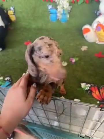 Teckel Miniatura perros en venta: Venta Teckel  - Video 3