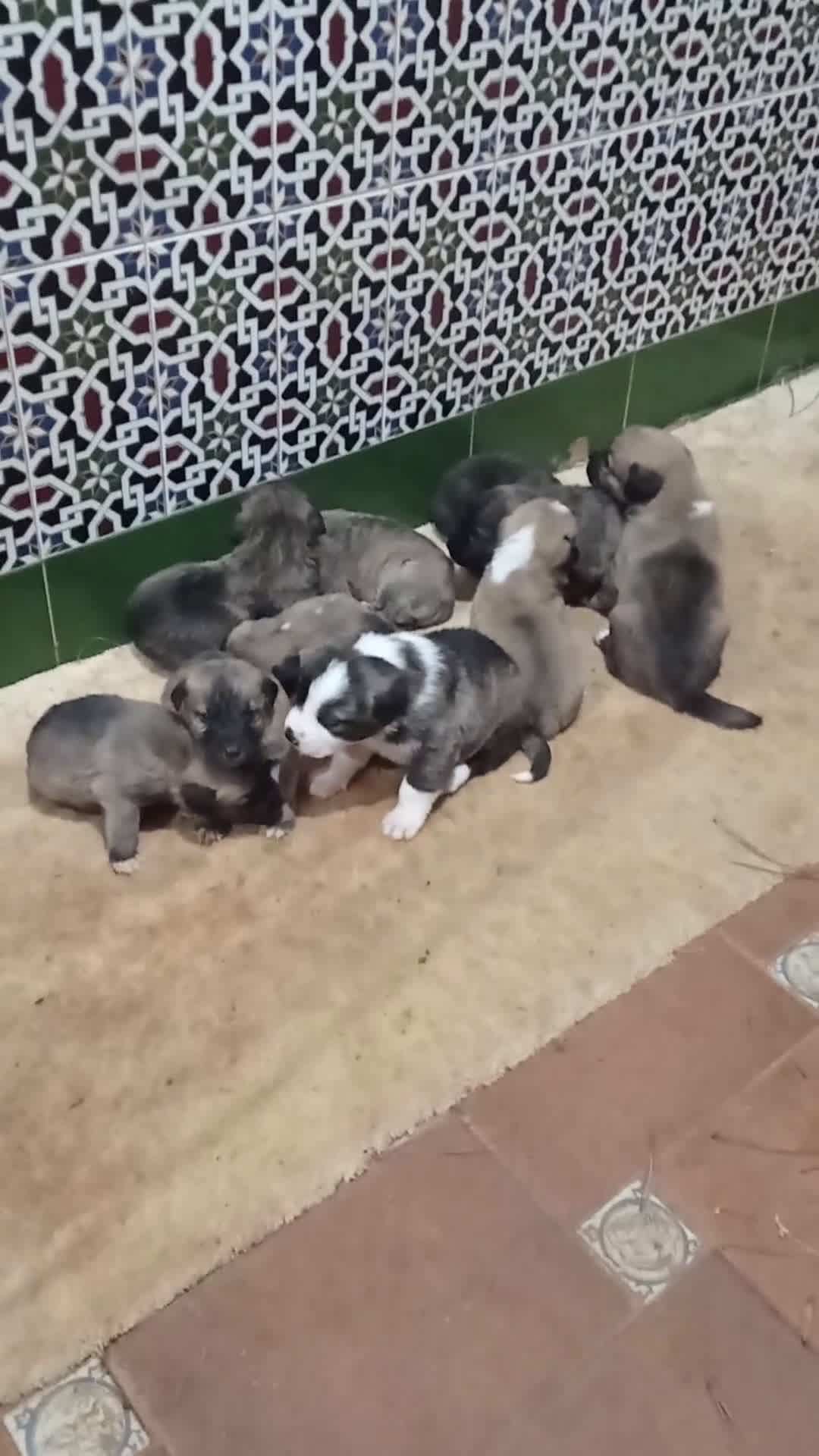 Mastín Español perros en venta: Cachorros de mastín español en Málaga - Video 2