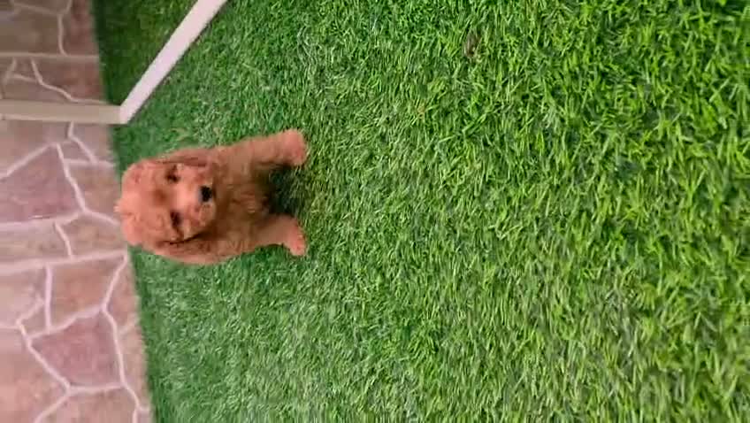 Caniche Toy perros en venta: Caniche toy  - Video 2
