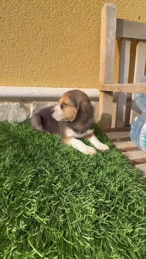 Beagle perros en venta: Precioso macho de Beagle  - Video 3