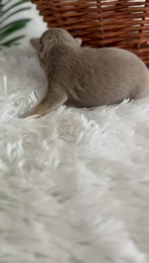 Chihuahua perros en venta: CHIHUAHUA MACHO COLOR LILAC AND TAN - Video 1