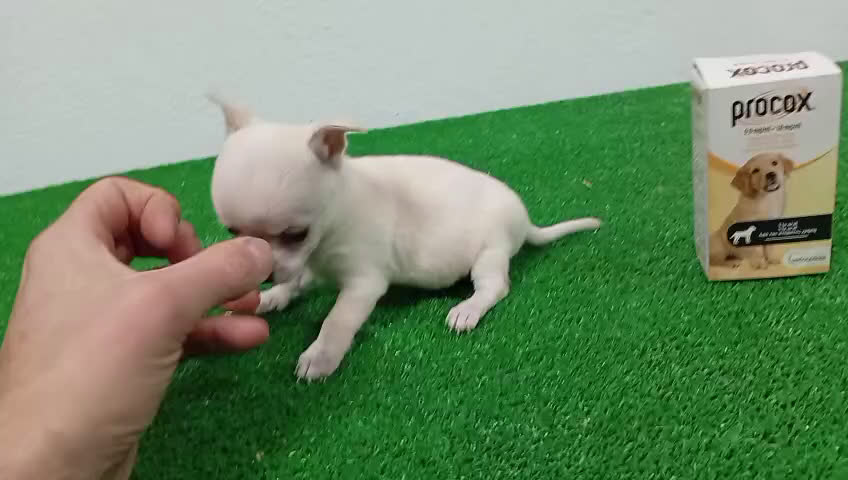 Chihuahua perros en venta: Cuihuhuas mini  - Video 5