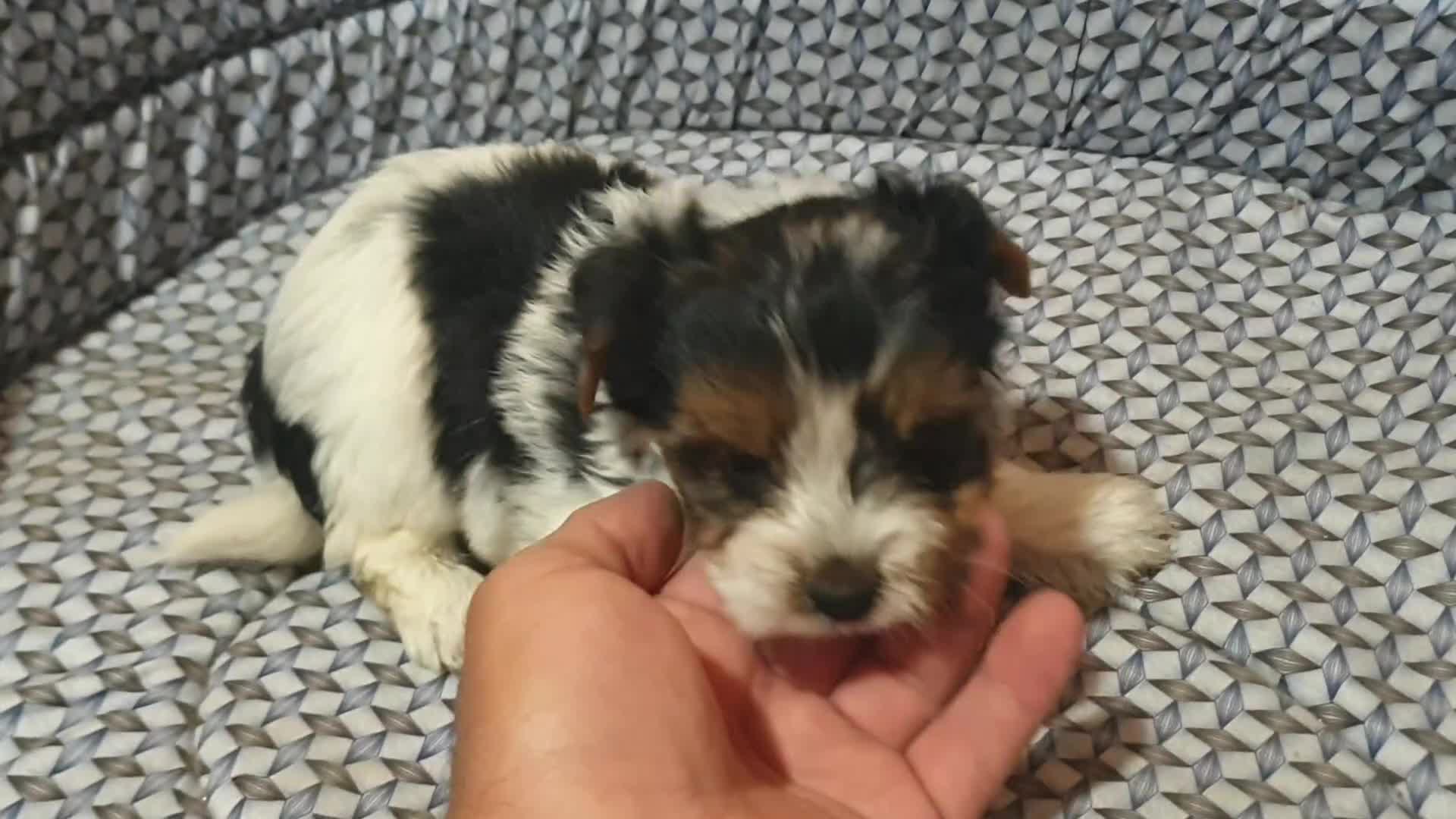 Biewer Yorkshire Terrier a la Pom Pon perros en venta: Biewer con pedigree - Video 3