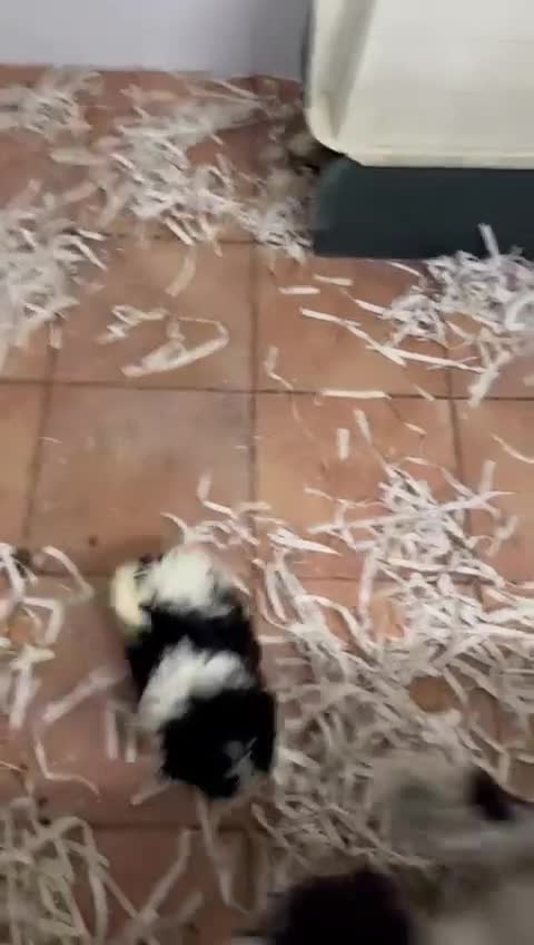 Shih Tzu perros en venta: Shih Tzu Macho de Agata y Newman 1896 AQUANATURA - Video 2