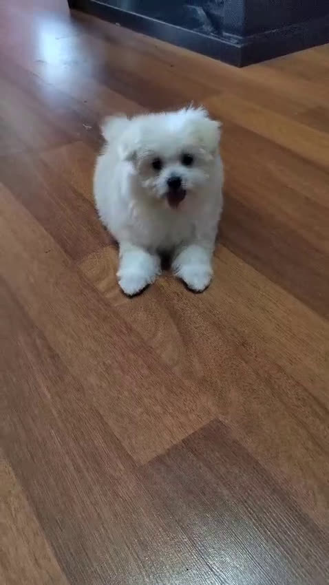 Otras razas perros en venta: Cachorro de Maltipom en Segovia - Video 2