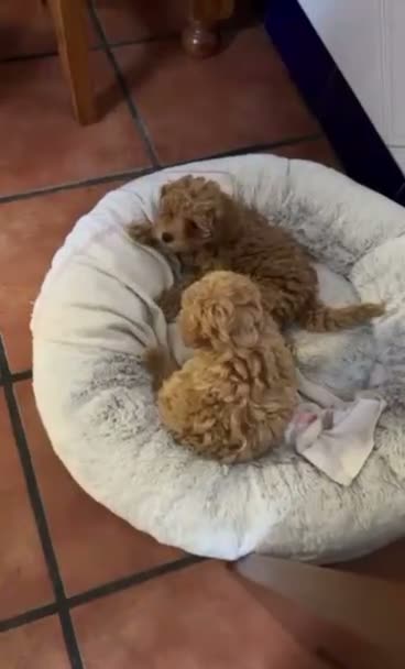 Caniche Toy perros en venta: Caniche toy en Granada - Video 1