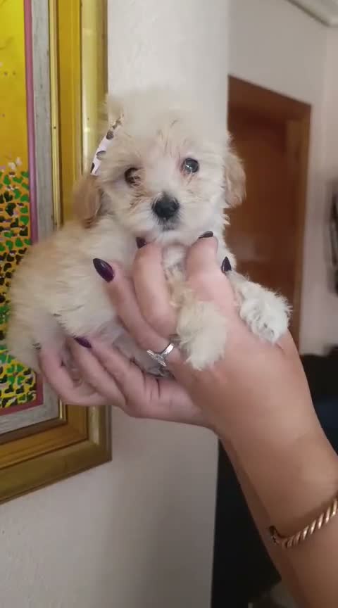 Caniche Toy perros en venta: CANICHE  - Video 1