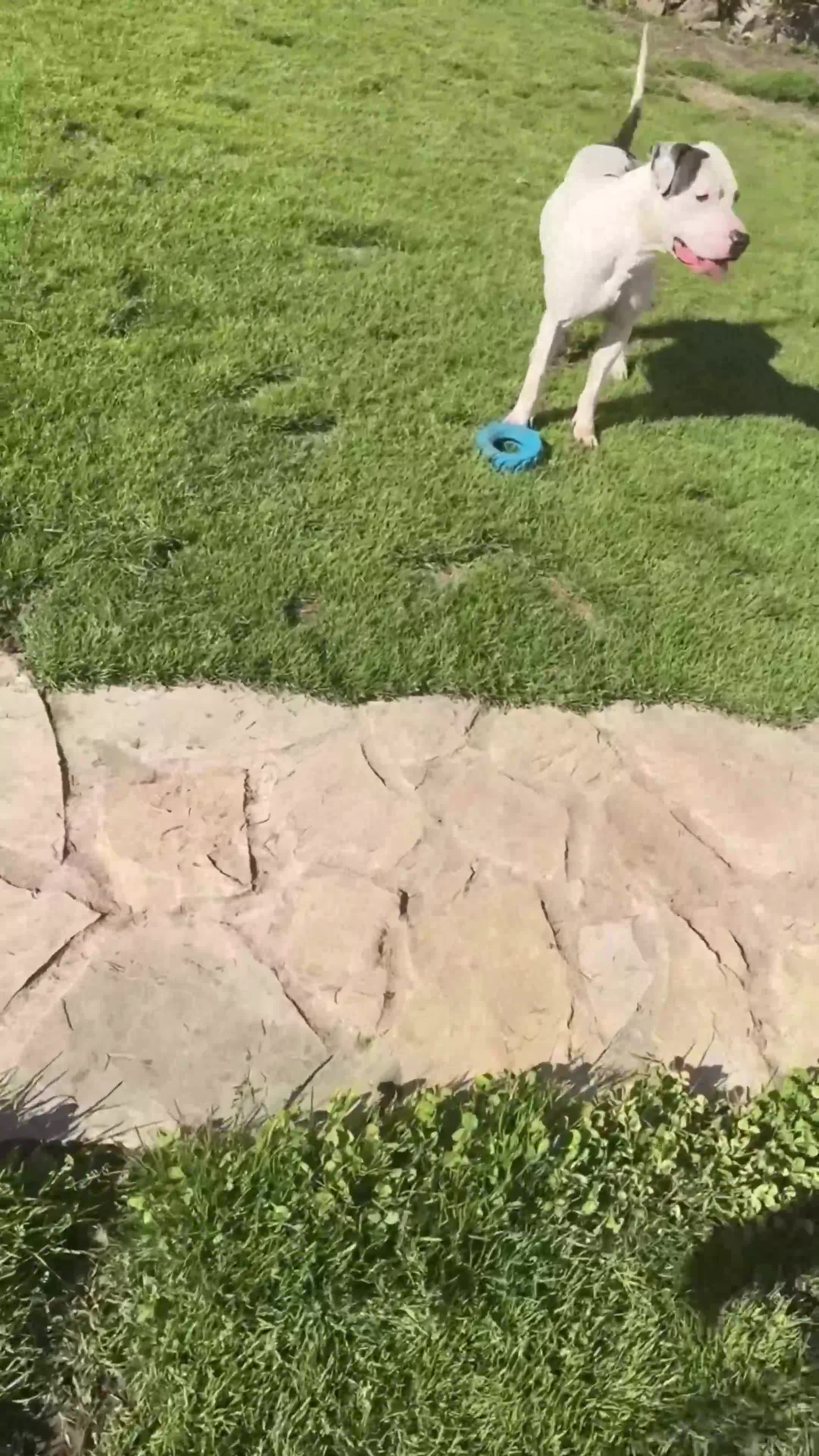 American Staffordshire-Terrier perros en venta: Milo - American Staffordshire-Terrier - Video 1