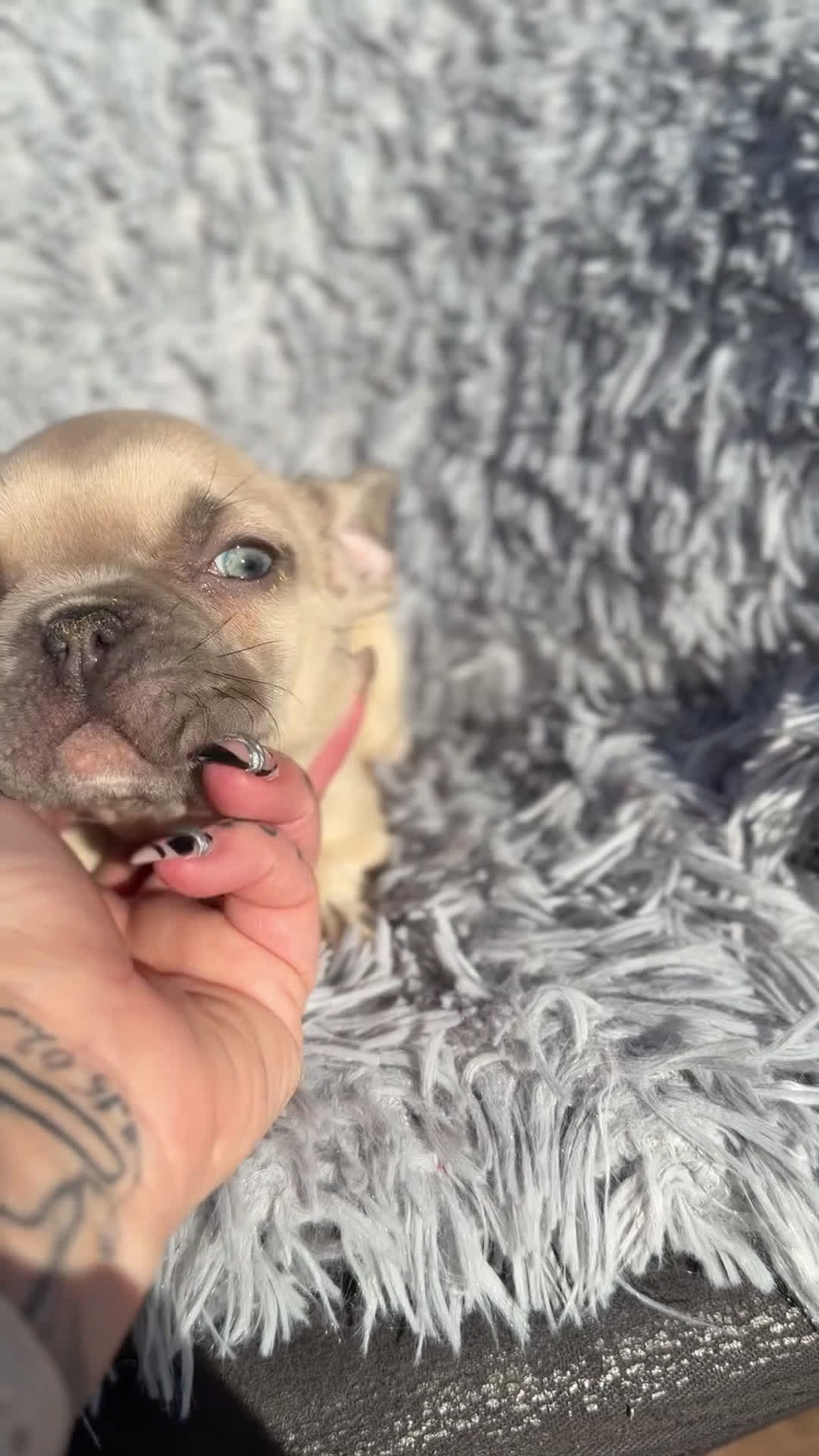 Bulldog Francés perros en venta: Bulldog francés Blue faw  - Video 1