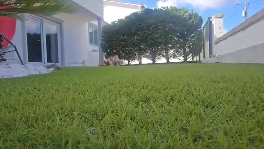 Welsh Corgi Pembroke perros en venta: Preciosas cachorras de Welsh corgi Pembroke - Video 2