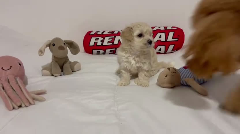 Maltipoo perros en venta: MALTIPOO - Video 1
