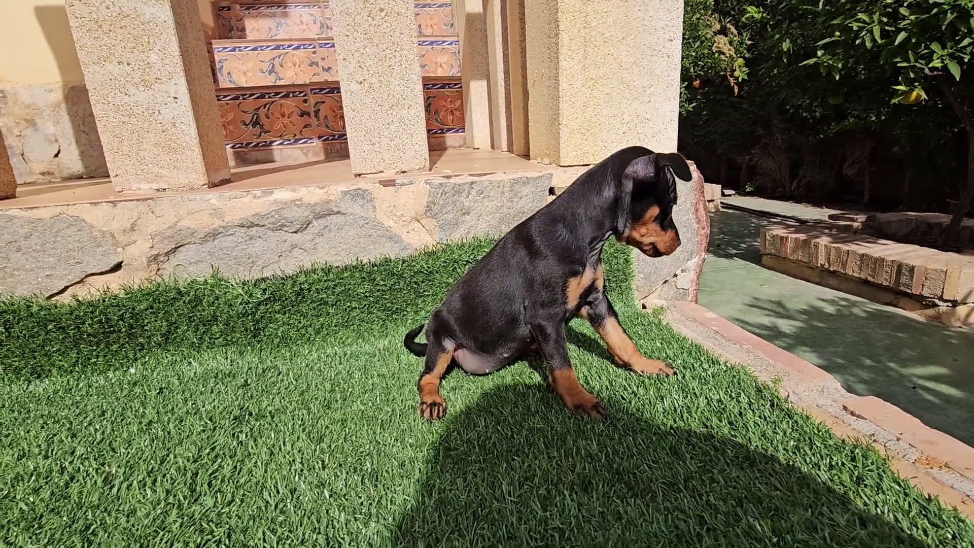 Pinscher Miniatura perros en venta: Espectaculares mini pincher  - Video 2