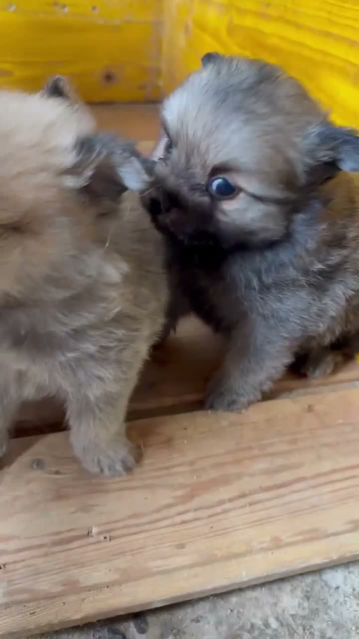 Pomerania perros en venta: Pomerania - Video 2