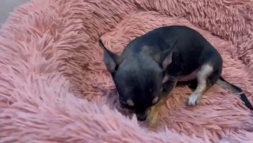Chihuahua perros en venta: Chihuahua mini toy tamaño garantizado  - Video 1